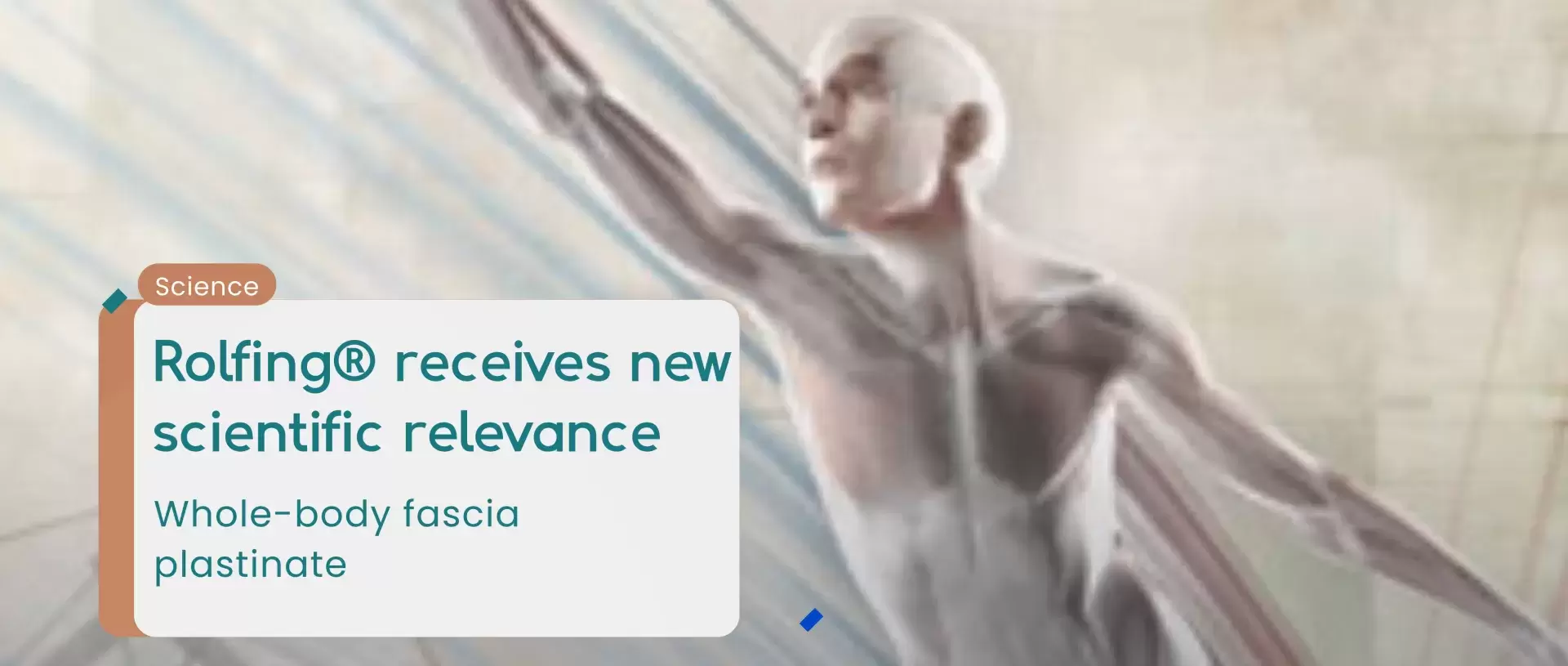 Rolfing® Strukturelle Integration erhält neue wissenschaftliche Relevanz